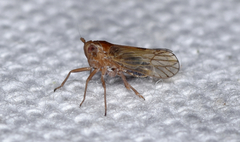 Pareuidella