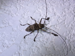 Ancylonotus tribulus