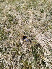 Bombus