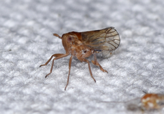 Pareuidella