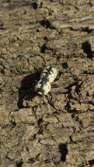 Zopheridae