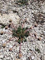 Calyptridium monospermum