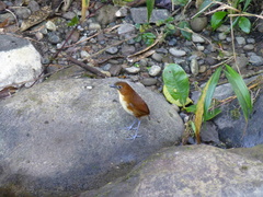 Grallaria flavotincta