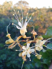 Hymenaea