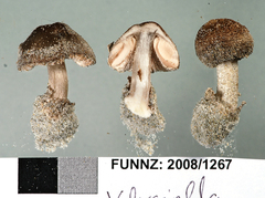 Volvariella dunensis