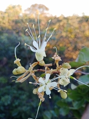 Hymenaea