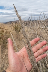 Muhlenbergia robusta
