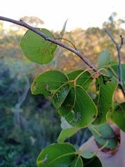 Hymenaea