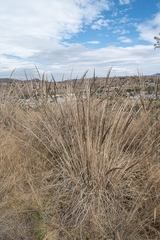Muhlenbergia robusta