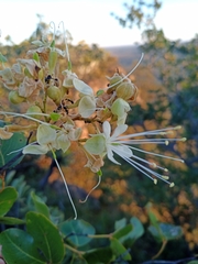 Hymenaea