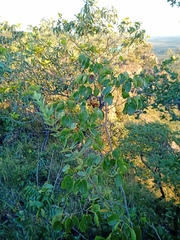 Hymenaea