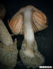 Volvariella dunensis