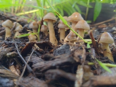 Agrocybe smithii