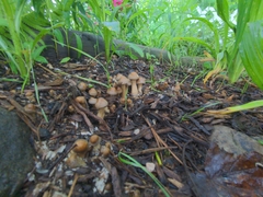 Agrocybe smithii