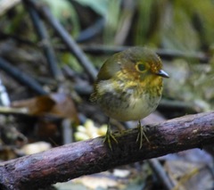 Grallaricula flavirostris