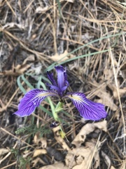 Iris hartwegii australis