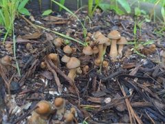 Agrocybe smithii