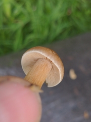 Agrocybe smithii