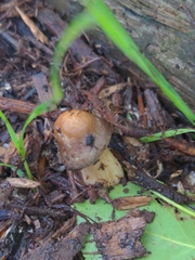 Agrocybe smithii