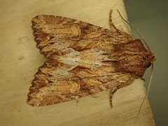 Apamea antennata