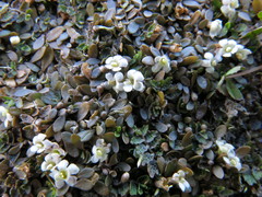 Glossostigma elatinoides
