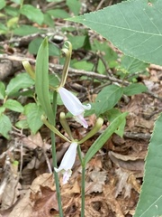 Cleistesiopsis