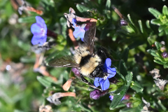 Bombus californicus
