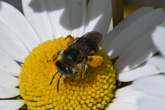 Melissodes microstictus