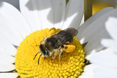 Melissodes microstictus