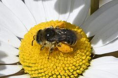 Melissodes microstictus