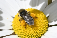 Melissodes microstictus