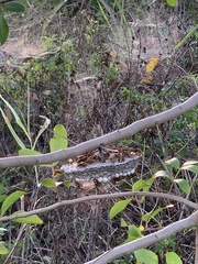 Polistes major