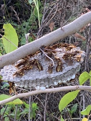 Polistes major