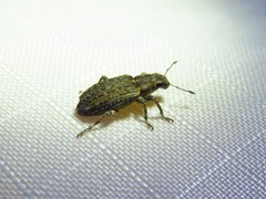 Sitona californius
