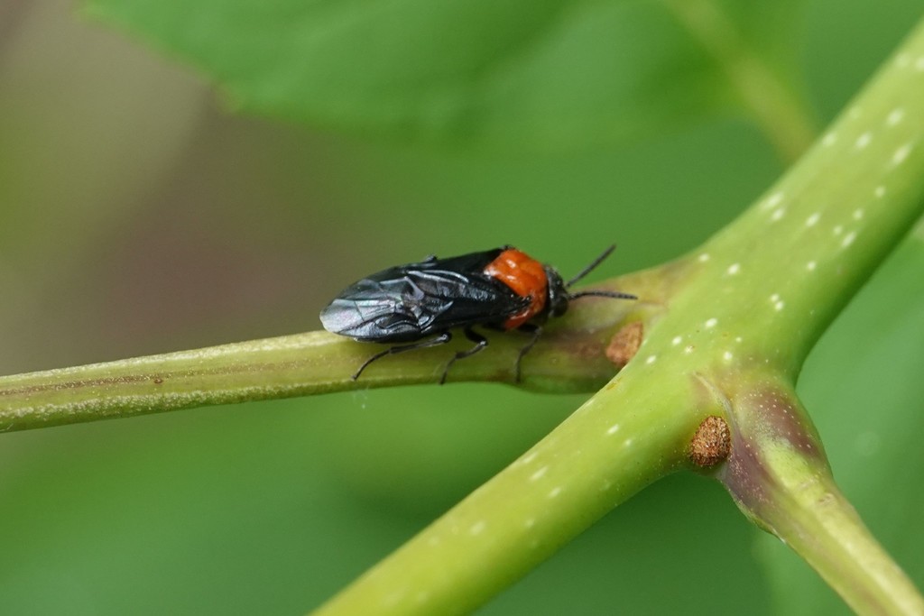 Teedha Insect Tethida barda from Findlay, OH 45840, USA on June 08, 2021 at 01:10 PM ...