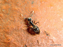 Technomyrmex jocosus