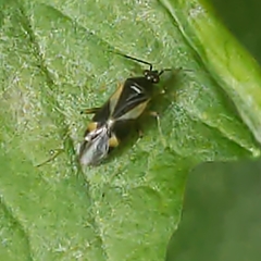 Plagiognathus obscurus