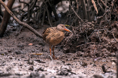 Rallus longirostris