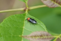 Tethida barda