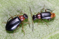 Hypebaeus bicolor
