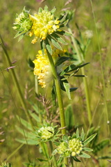 Anthyllis vulneraria