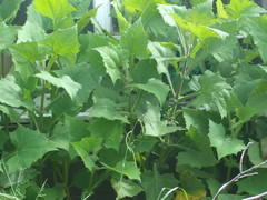 Smallanthus sonchifolius