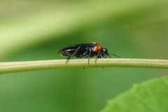 Tethida barda