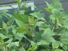 Smallanthus sonchifolius