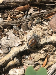 Phidippus insignarius