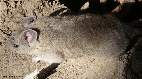 Bryant's Woodrat