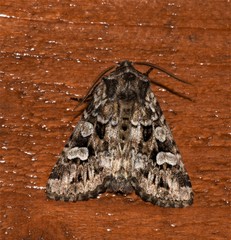 Pachetra sagittigera