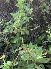 Bidens alba