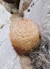 Eriosyce eriosyzoides