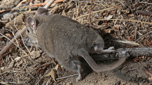 Bryant's Woodrat
